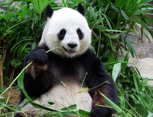Protecting the Edinburgh Zoo Giant Pandas From Stress.